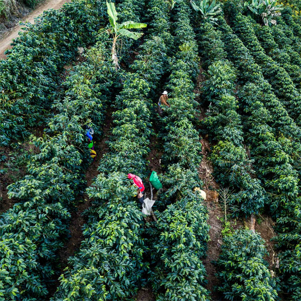【生豆 格安】ボリビア ソル・デ・ラ・マニャーナ 10kg袋 Bolivia TOP Specialty Sol de la manana Java Natural