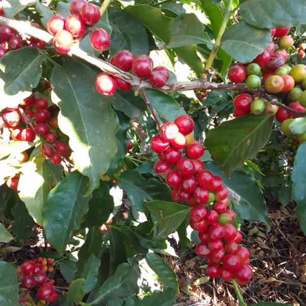 タンザニア アカシアヒルズ ケント AA - RARE NA .COFFEE