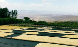 アカシアヒルズゲイシャサムネイル画像