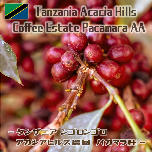 タンザニア アカシアヒルズ ケント AA