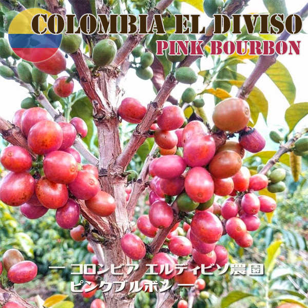 コロンビア エルディビソ農園 ピンクブルボン