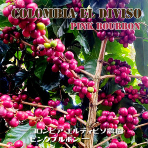 コロンビア エルディビソ農園 ピンクブルボン - RARE NA .COFFEE