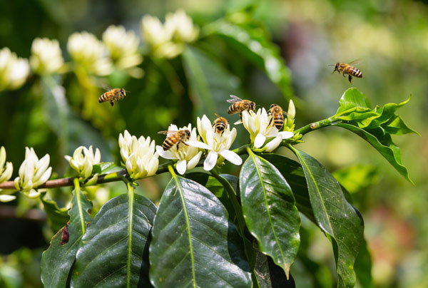 コーヒーの開花とミツバチの画像