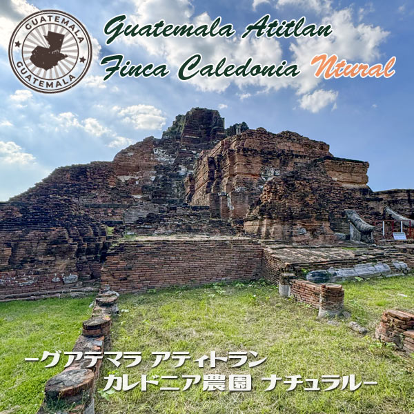 グアテマラ アティトラン カレドニア農園 ナチュラル