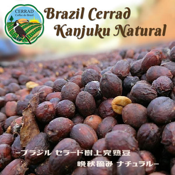 ブラジル セラード樹上完熟豆 晩秋摘み